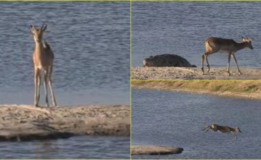 Impala përpiqet të notojë për t’i ikur krokodilit, para se një hipopotam të sulmojë zvarranikun e uritur