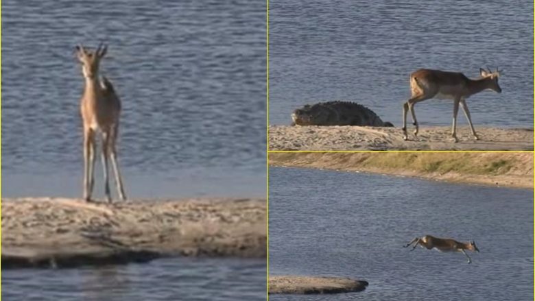 Impala përpiqet të notojë për t’i ikur krokodilit, para se një hipopotam të sulmojë zvarranikun e uritur