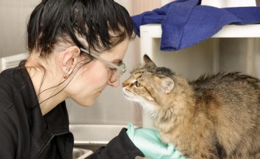 Macet mund të preken nga coronavirusi, por mos u shqetësoni