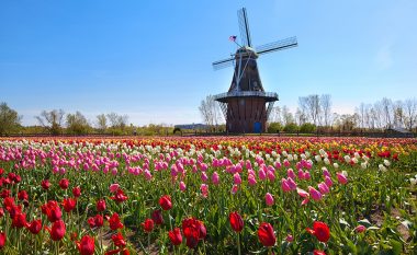 Koha e tulipanëve në Holandë