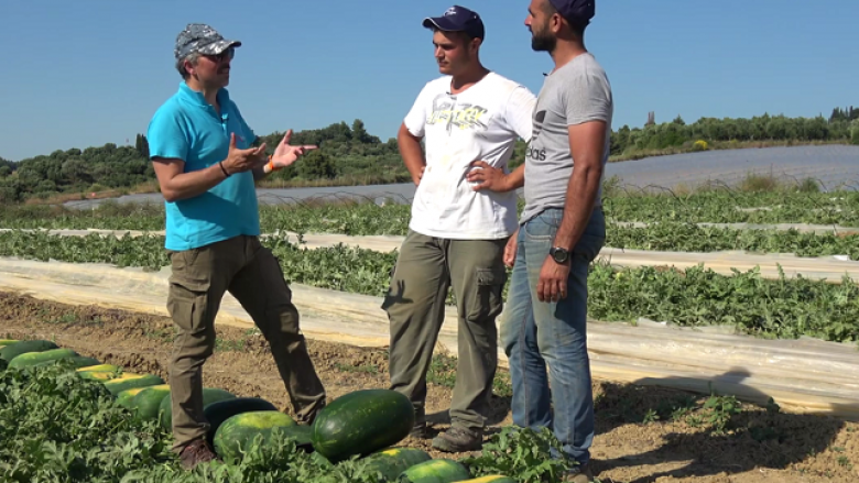 Greqia kërkon punëtorë shqiptarë: Të hapim kufijtë vetëm për sezonin e vjeljeve të stinës