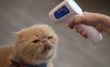 ​Macet pa simptoma përhapën COVID-19 te macet e tjera në testin laboratorik