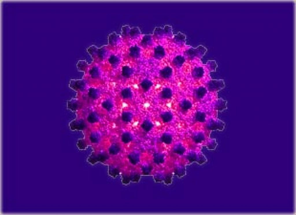Edhe një virus tjetër i rrezikshëm po përhapet, ka filluar të bartet nga minjtë tek njerëzit – shumica as që e dinë se e kanë