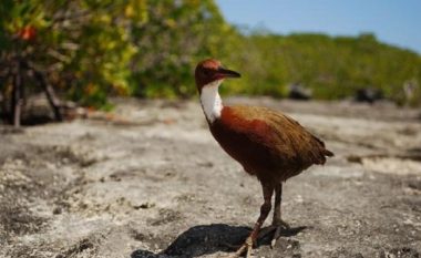 ​Zogu i zhdukur shfaqet pas 100 mijë vjetësh