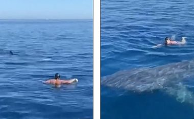 Noton pak metra larg peshkaqenit 6-metërsh, burri shpëton pa asnjë lëndim