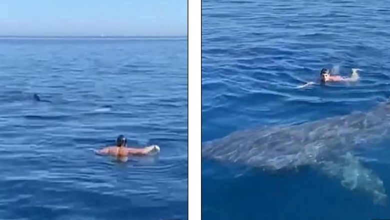 Noton pak metra larg peshkaqenit 6-metërsh, burri shpëton pa asnjë lëndim