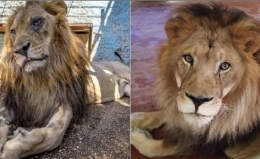 Luani i cili ishte në prag të ngordhjes në një kopsht zoologjik në Shqipëri, tashmë është në gjendje të shkëlqyeshme në Holandë