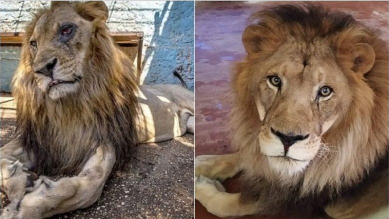 Luani i cili ishte në prag të ngordhjes në një kopsht zoologjik në Shqipëri, tashmë është në gjendje të shkëlqyeshme në Holandë