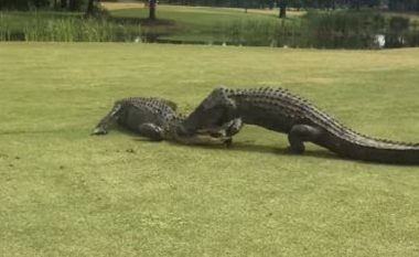 Beteja e ashpër e aligatorëve në fushën e golfit që zgjati mbi dy orë
