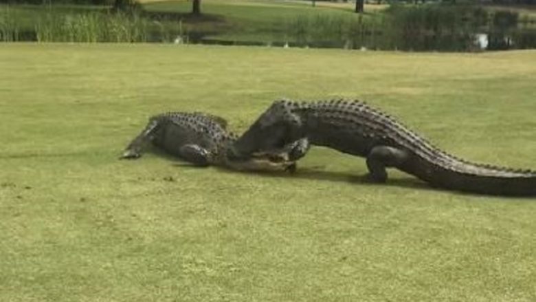 Beteja e ashpër e aligatorëve në fushën e golfit që zgjati mbi dy orë