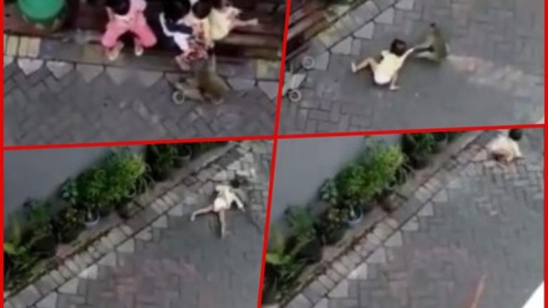 Pamje rrëqethëse, majmuni tenton të “rrëmbej” vajzën e vogël në Indonezi – e tërheq zvarrë nëpër rrugë