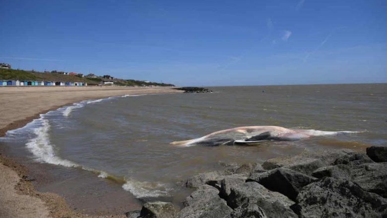 Gjendet e ngordhur një balenë 12 metra në Essex të Anglisë