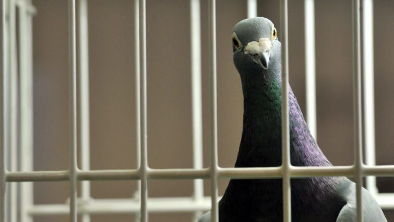 India ‘arreston’ pëllumbin, dyshohet se ishte mjet spiunazhi nga Pakistani