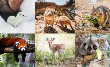 Shtatë kafshët më të lezetshme në botë, që nuk e dinim se ekzistonin