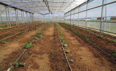 Të burgosurit në Smrekonicë mbjellin qindra rrënjë tranguj dhe domate