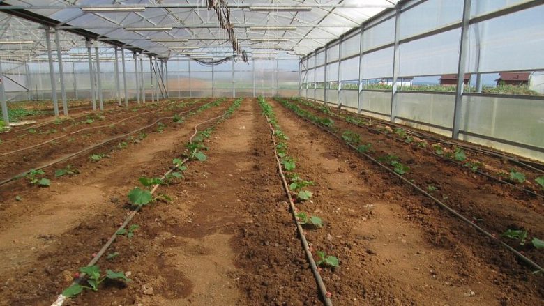 Të burgosurit në Smrekonicë mbjellin qindra rrënjë tranguj dhe domate