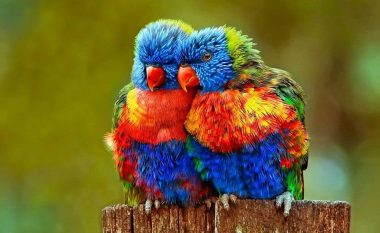 Këta janë zogjtë më të bukur në botë: Hipnotizojnë me ngjyrat e tyre joreale
