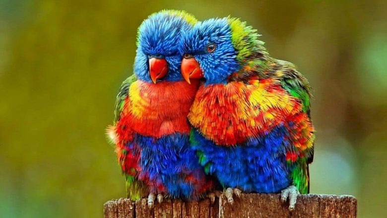 Këta janë zogjtë më të bukur në botë: Hipnotizojnë me ngjyrat e tyre joreale