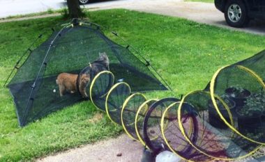 Çifti ndërtoi një tunel që përshkon rrugën drejt një tende në kopsht, në mënyrë që macet të lozin jashtë