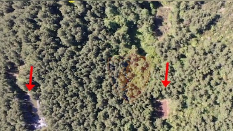 Shkatërrohen 41 vende gati për tu mbjellë me drogë në Krujë – policia i gjeti përmes pamjeve nga droni