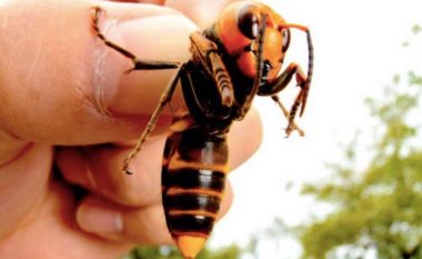 Insekti që shqetëson SHBA-në, vret miun brenda pak sekondave