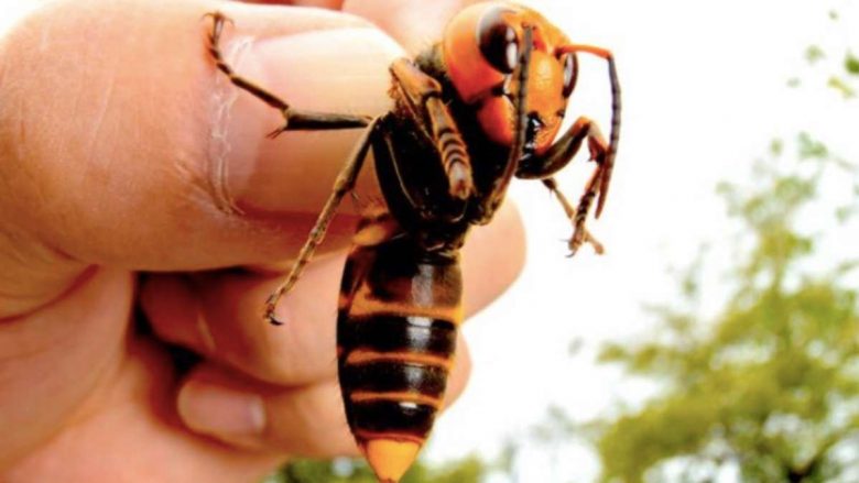 Insekti që shqetëson SHBA-në, vret miun brenda pak sekondave