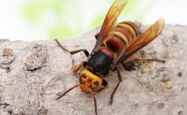 SHBA e shqetësuar pas mbërritjes së një insekti – është vdekjeprurëse për njerëzit dhe shkatërron koshere bletësh