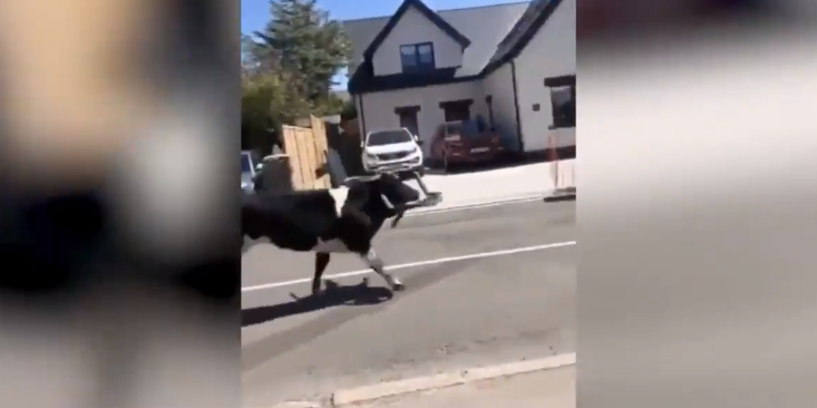 Një tufë lopë “pushtuan” rrugët gjatë bllokimit në Uells – njëra prej tyre mbante karrige në kokë