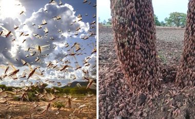 “Sulmi më i keq në 27 vjet”: Autoritetet në Indi në alarm, karkalecat po ua shkatërrojnë të lashtat