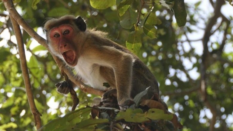 Majmunët ‘plaçkisin’ një punëtor shëndetësor në Indi, ndërsa i morën mostrat e testeve të coronavirusit