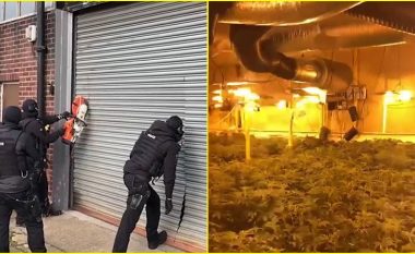 Momenti kur policia britanike zbulon ‘fabrikën e kanabisit’ sa një fushë futbolli – të kultivuar nga tre shtetas shqiptarë