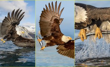 Shqiponja ka zbarkuar: Momenti kur ajo rrëmben një peshk të madh nga ujërat e Alaskës, me kthetrat e saj të mëdha