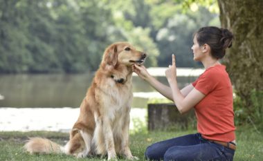 Rregullimi i sjelljes – një hap jetësor kur stërvitni qenin tuaj