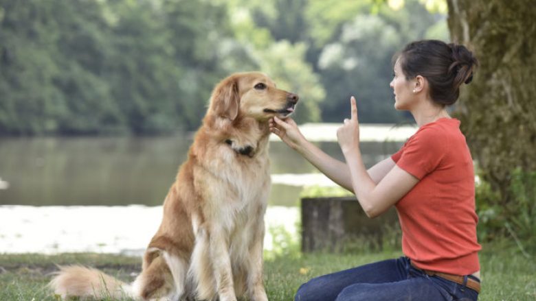 Rregullimi i sjelljes – një hap jetësor kur stërvitni qenin tuaj