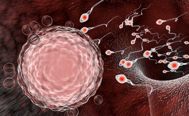 Coronavirusi gjendet në spermën e meshkujve – madje edhe pasi kanë filluar të shërohen
