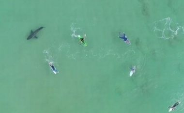 Ata as që e kishin idenë çfarë po ndodhte: Pamje që tregojnë peshkaqenin që notonte afër surfistëve, vetëm pak metra larg