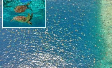 Pamjet e filmuara me dron, u mundësuan hulumtuesve të numërojnë 64 mijë breshka të gjelbra duke notuar në det