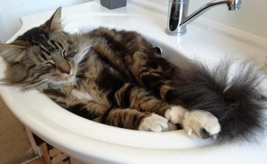 Pse macet preferojnë të flenë në lavaman?