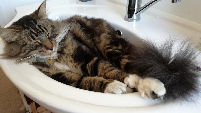Pse macet preferojnë të flenë në lavaman?