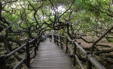 Pema shqeme më e madhe në botë, që mbulon dy hektarë tokë dhe duket si një pyll i vogël në Brazil