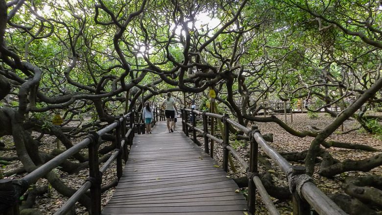 Pema shqeme më e madhe në botë, që mbulon dy hektarë tokë dhe duket si një pyll i vogël në Brazil