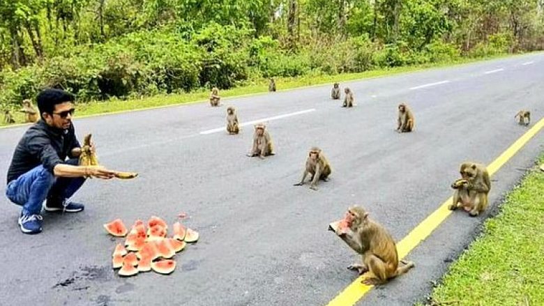 Një grup majmunësh në Indi “respektojnë distancimin shoqëror”, ndërsa presin të shërbehen me nga një copë shalqiri