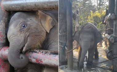 Pamjet shqetësuese tregojnë se si elefantët e rinj të lidhur me zinxhirë detyrohen të performojnë për turistët në Tajlandë