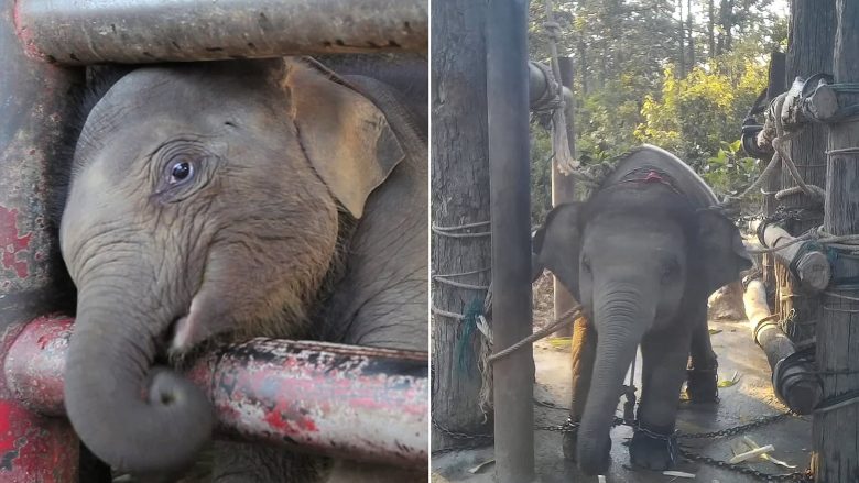 Pamjet shqetësuese tregojnë se si elefantët e rinj të lidhur me zinxhirë detyrohen të performojnë për turistët në Tajlandë