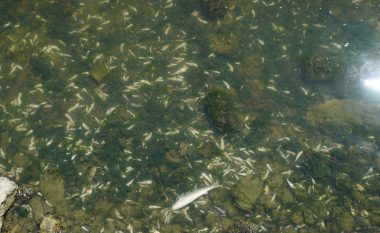 Mijëra peshq e gaforre ngordhin në bregdetin e Stambollit