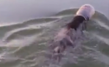 Ariut i ngec koka në kavanozë – një grup i njerëzve e shpëtojnë atë derisa dolën për të peshkuar