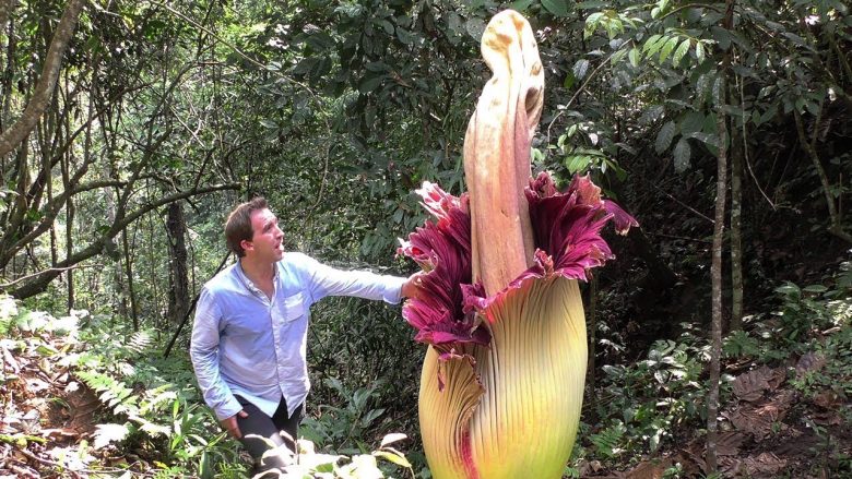 Natyra e magjishme: A e dini cila lule është më e vogël dhe cila më e madhe në botë?