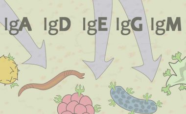 Çfarë janë antitrupat IgA, IgM, IgG, IgE, IgD dhe antigjenet?