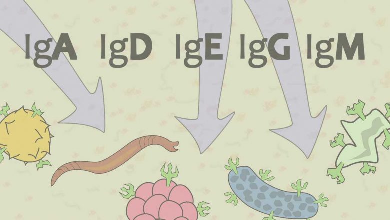 Çfarë janë antitrupat IgA, IgM, IgG, IgE, IgD dhe antigjenet?