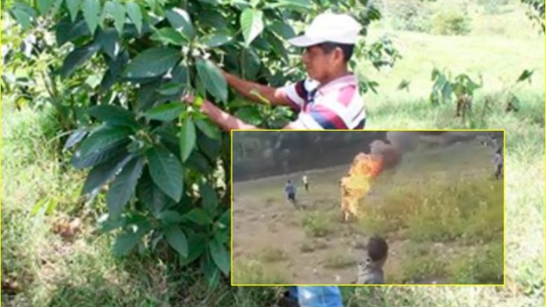 Banorët vendas djegin të gjallë mjekun në Guatemalë – pasi u akuzua për magji